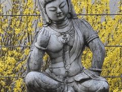 buddha im fruehling buddha im fruehling