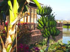 bananen  myanmar bananen  myanmar