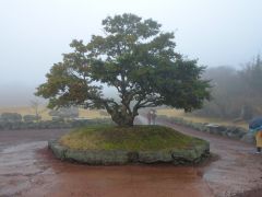 baum  jeju baum  jeju