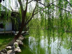 baum   china baum   china