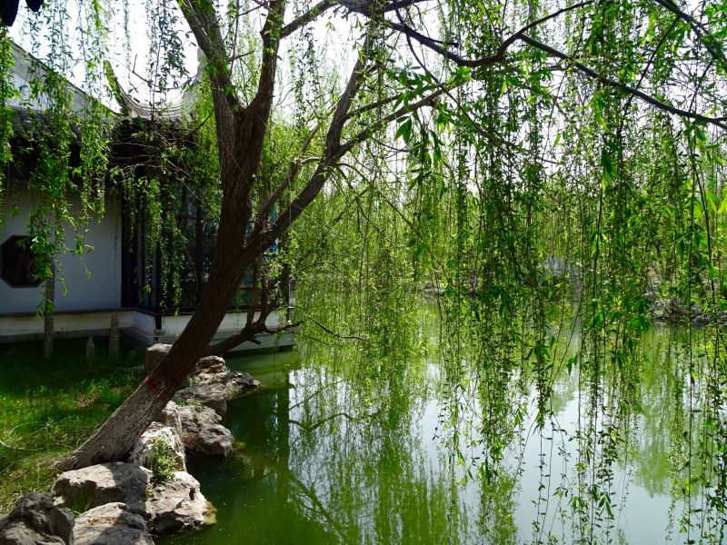 baum   china baum   china