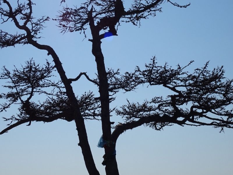 baum am baikalsee baum am baikalsee
