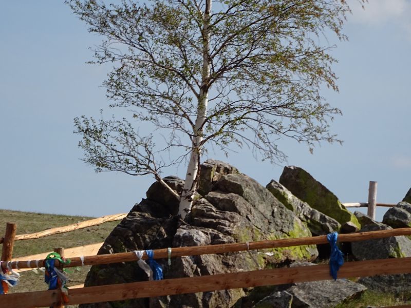 birke sprengt felsen  baikal birke sprengt felsen  baikal