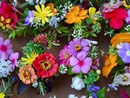 blumen kefalonia blumen kefalonia
