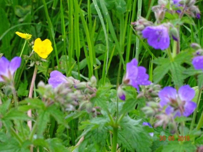 fruehlingsblueher fruehlingsblueher