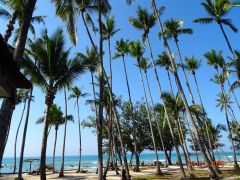 palmenstrand  myanmar palmenstrand  myanmar