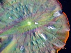 regenbogen lotosblatt  myanmar regenbogen lotosblatt  myanmar