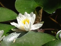 weisser lotus weisser lotus