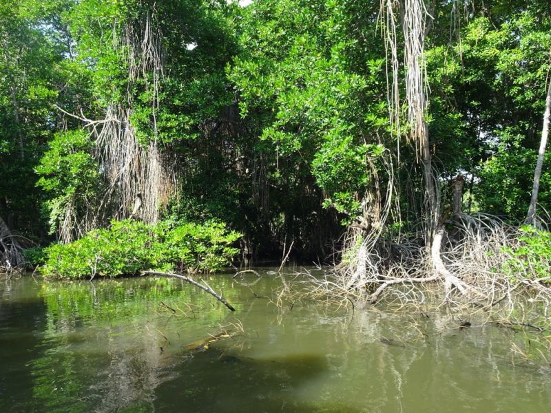 mangrovenwald mangrovenwald