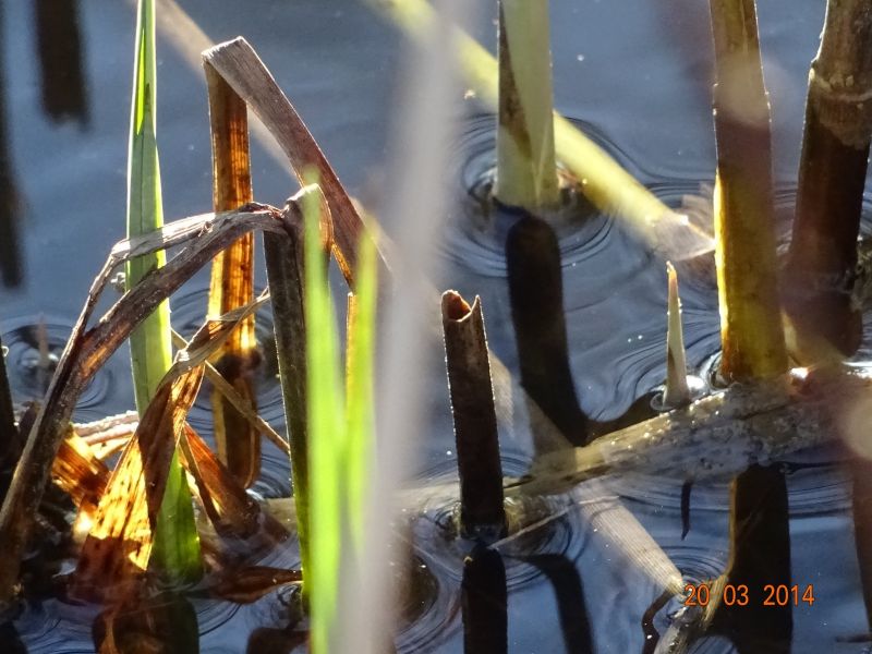 teich  zoom teich  zoom
